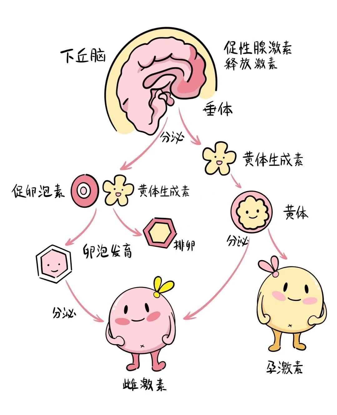 医聊丨从少女到银发，雌激素如何默默守护女性的一生？