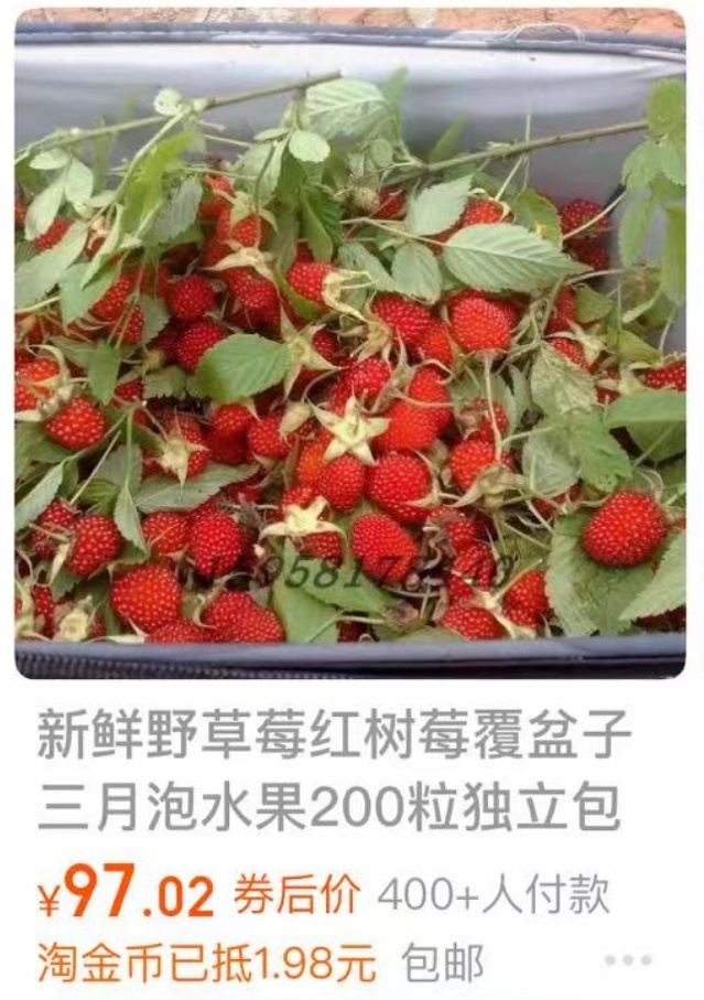 杭州网友上山钻草丛，捡到这种高价宝贝！能卖到121元/斤......