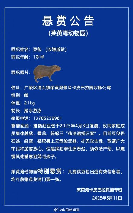 扬州一动物园卡皮巴拉逃出40天 扬州一动物园卡皮巴拉逃出40天