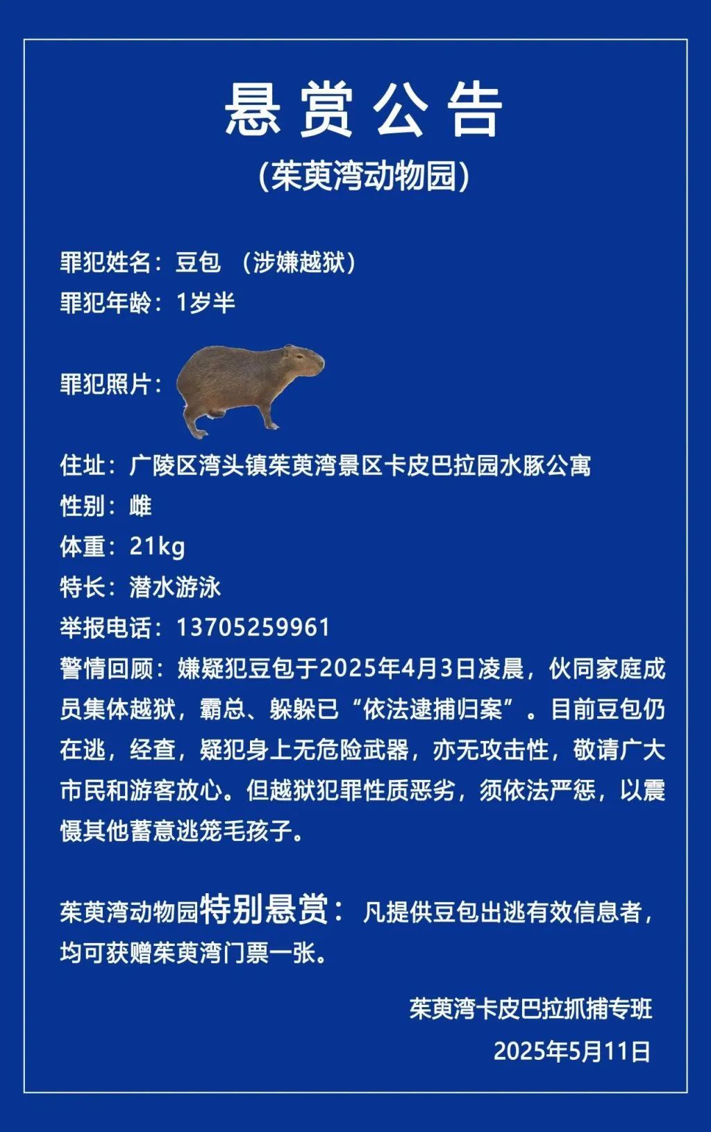 悬赏公告：卡皮巴拉集体越狱，“豆包”至今在逃