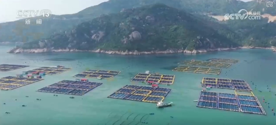 大黄鱼“搬新家” “海上牧场”产出“大经济”助力渔民增产增收
