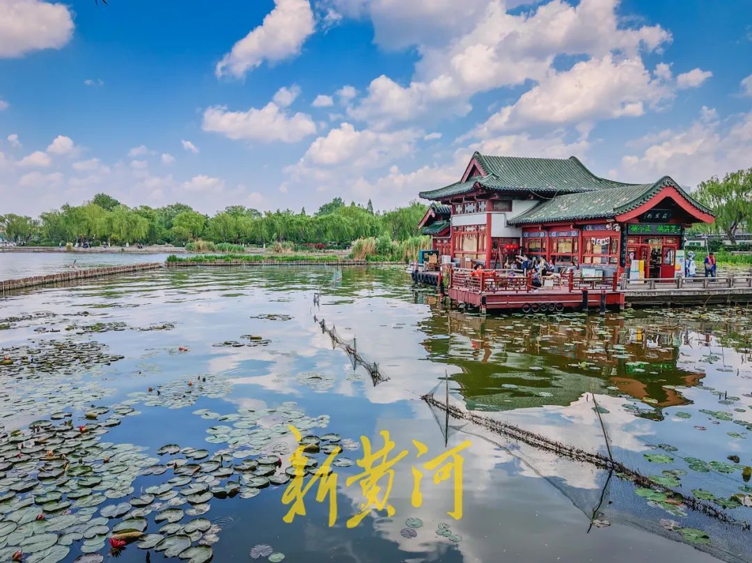 济南大明湖惊现罕见自然奇观，数朵双色睡莲绽放