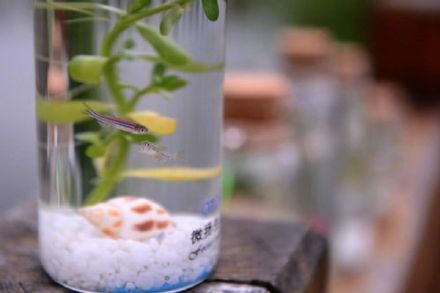 科学家发现违反生殖规律细胞
