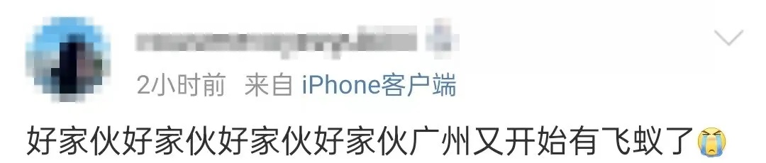 近期广东有大水蚁成群出现，专家提醒→
