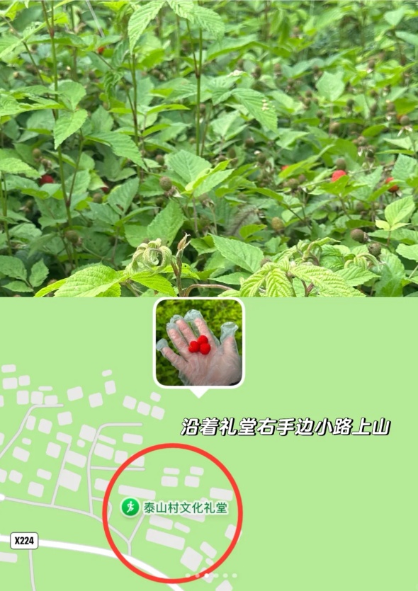 杭州网友上山钻草丛，捡到这种高价宝贝！能卖到121元/斤......