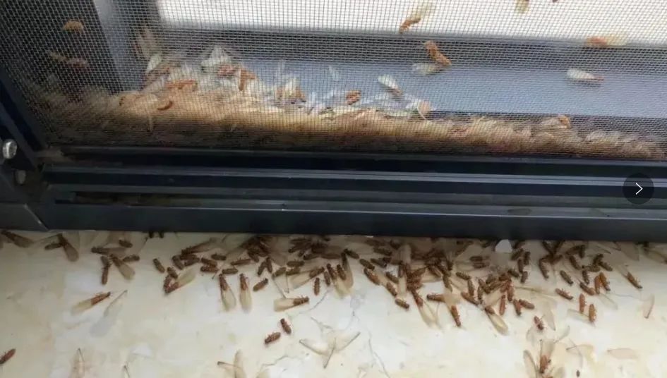 雨后广州街头大量出现！提醒：不要碰也不要吃！