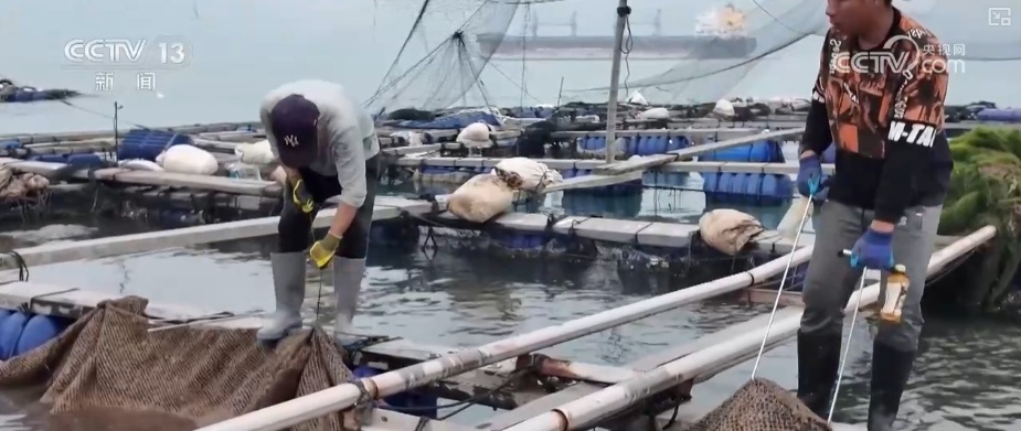 大黄鱼“搬新家” “海上牧场”产出“大经济”助力渔民增产增收