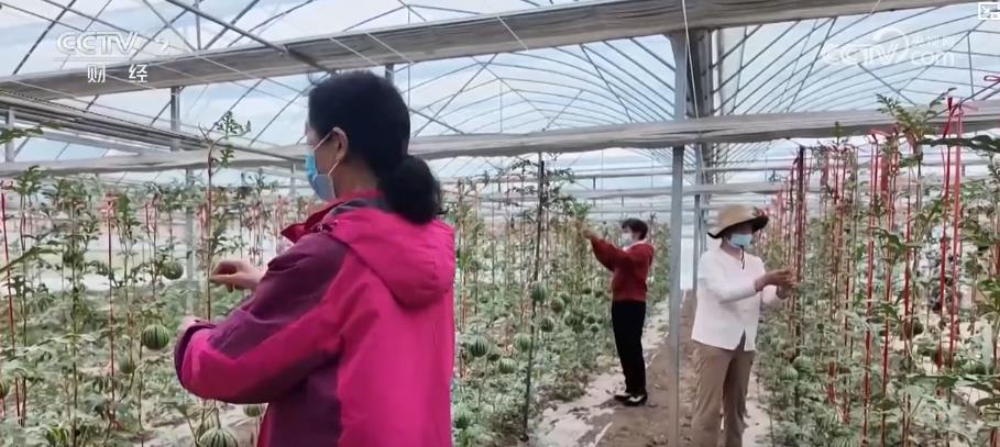 亩产增收6000元+全年多轮采收：智慧农业带来真金白银