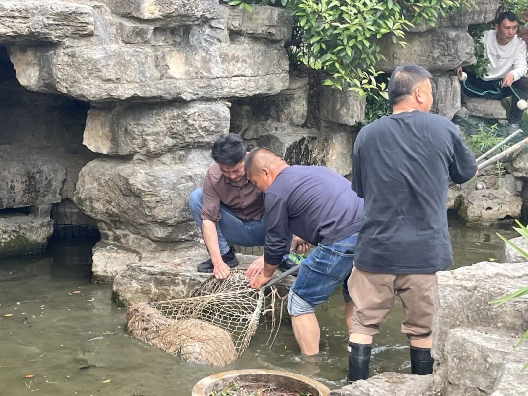 伙同家庭成员“越狱”，卡皮巴拉“豆包”出逃40天！动物园发布悬赏公告