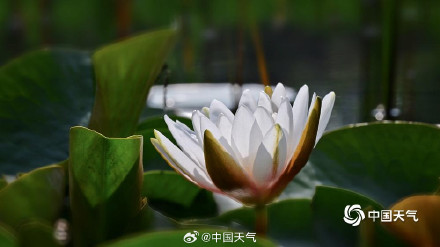 圆明园的小巧睡莲好可爱