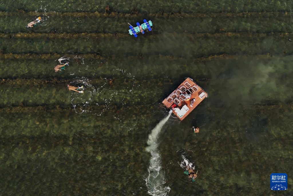 河北昌黎:海参收获忙 河北昌黎:海参收获忙