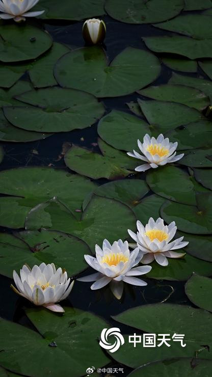 圆明园的小巧睡莲好可爱