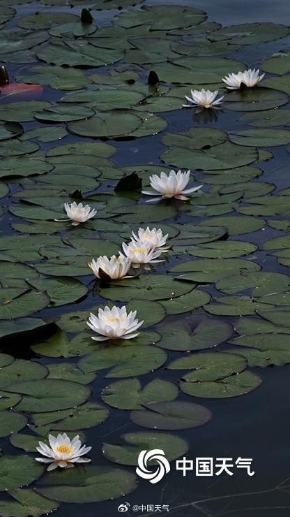 圆明园的小巧睡莲好可爱