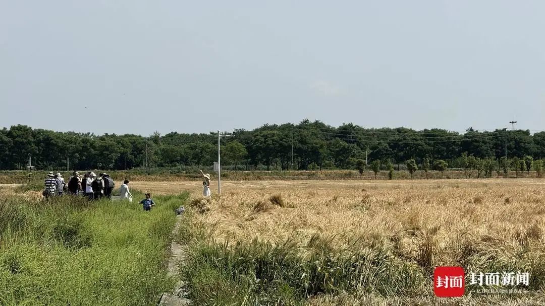 庄稼被踩踏，垃圾扔麦田，谁在“暴力打卡”？