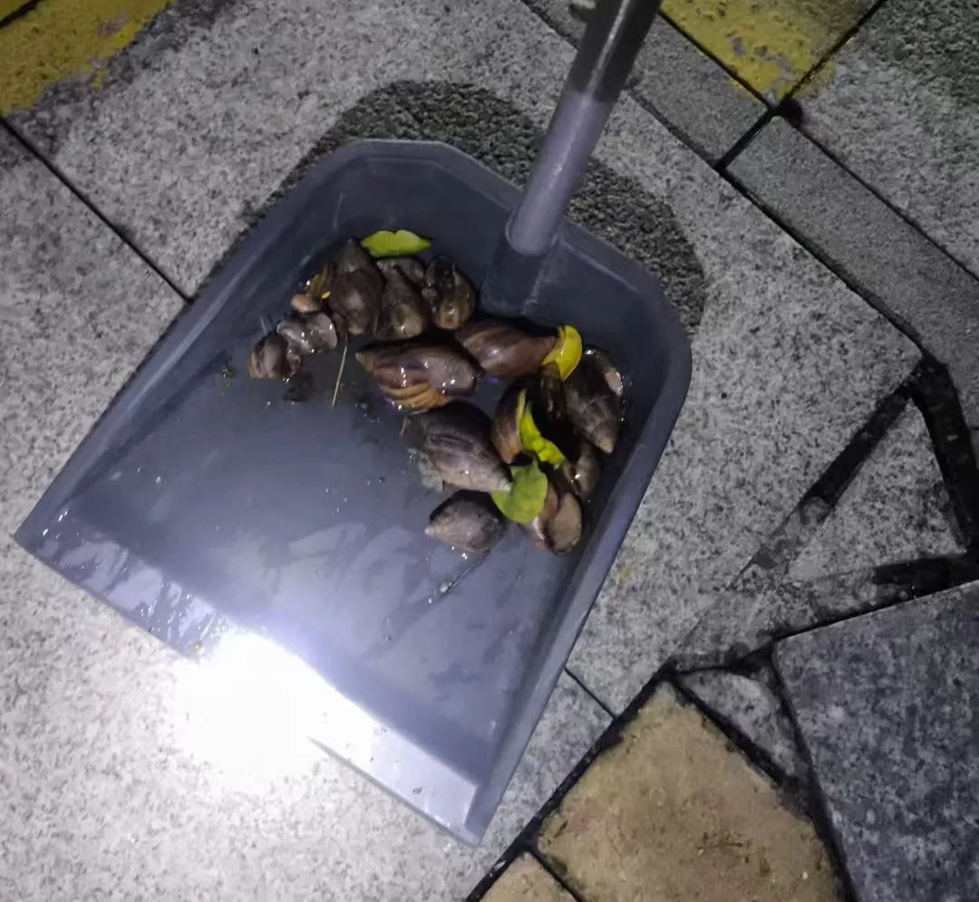 满墙都是看得头皮发麻！雨后大量出现！注意：不要碰也不要吃！