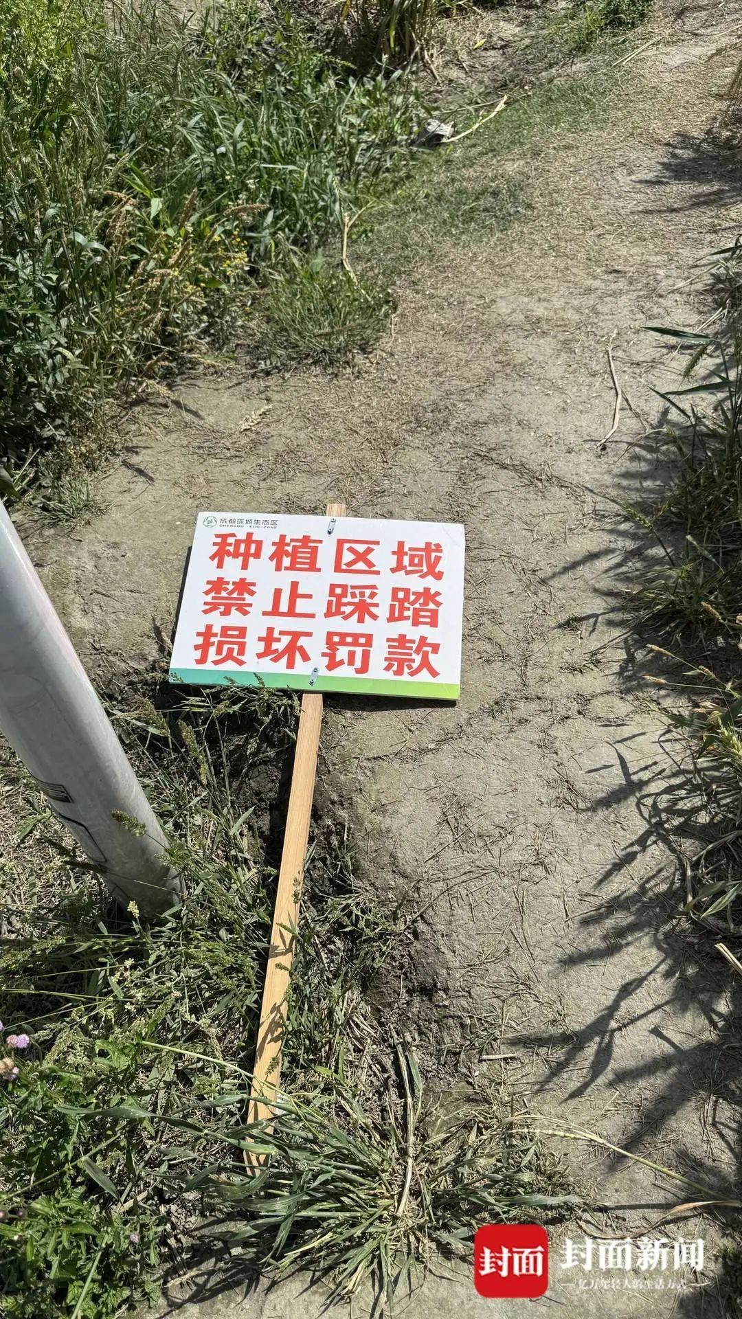 庄稼被踩踏，垃圾扔麦田，谁在“暴力打卡”？