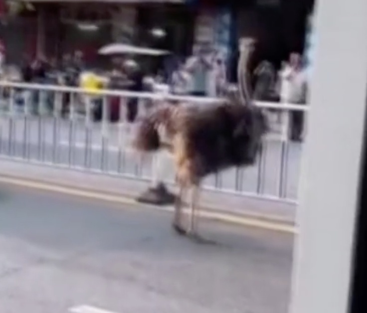 鸵鸟在街头放飞自我,下一秒被抓现行!主人回应:它自己开锁的 鸵鸟在街头放飞自我,下一秒被抓现行!主人回应:它自己开锁的