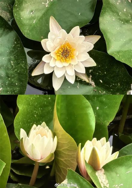 花开成“瀑”！初夏京城美成滤镜！