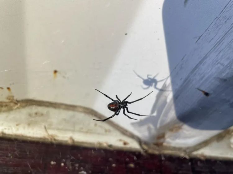 “黑寡妇”来袭!宁波海关在进境空集装箱内截获活体蜘蛛4只 “黑寡妇”来袭!宁波海关在进境空集装箱内截获活体蜘蛛4只