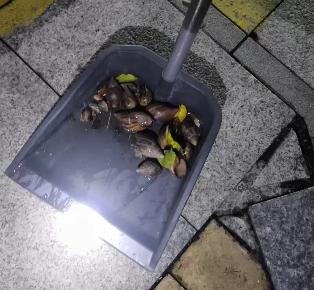雨后大量出现，满墙都是……看得头皮发麻！提醒：别碰也别吃