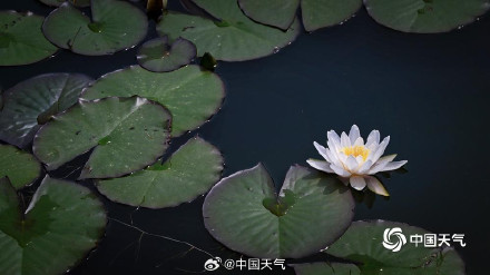 圆明园的小巧睡莲好可爱