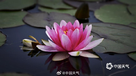 圆明园的小巧睡莲好可爱