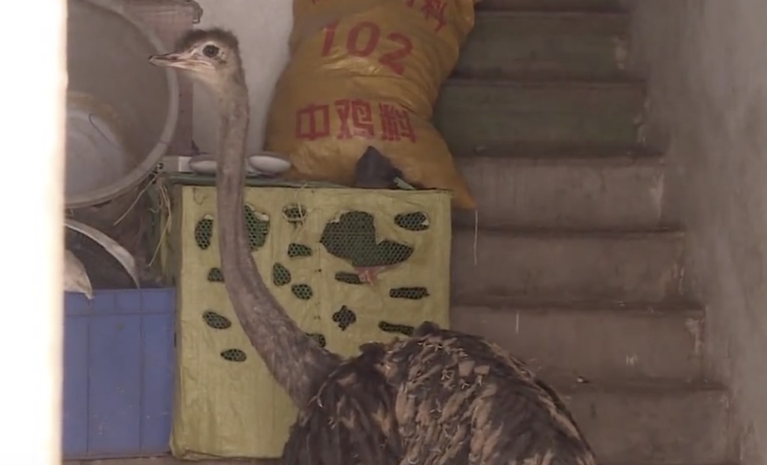 鸵鸟在街头放飞自我,下一秒被抓现行!主人回应:它自己开锁的 鸵鸟在街头放飞自我,下一秒被抓现行!主人回应:它自己开锁的