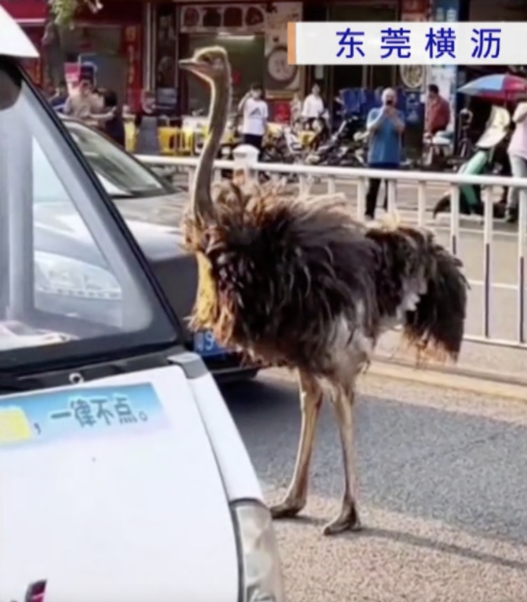 鸵鸟在街头放飞自我,下一秒被抓现行!主人回应:它自己开锁的 鸵鸟在街头放飞自我,下一秒被抓现行!主人回应:它自己开锁的
