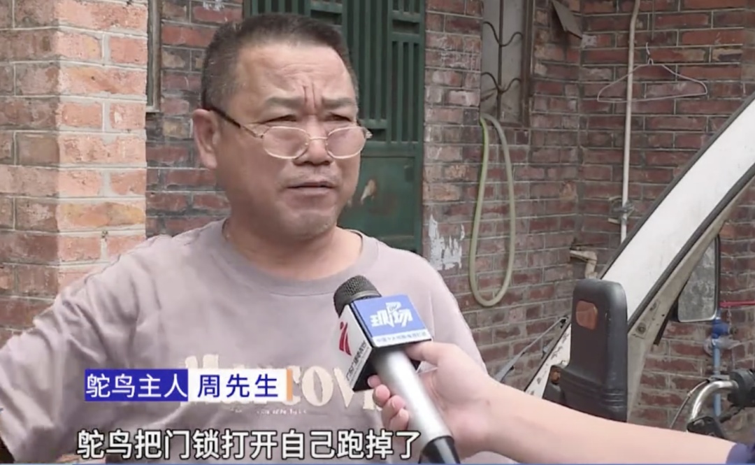 鸵鸟在街头放飞自我,下一秒被抓现行!主人回应:它自己开锁的 鸵鸟在街头放飞自我,下一秒被抓现行!主人回应:它自己开锁的