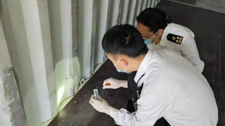 “黑寡妇”来袭!宁波海关在进境空集装箱内截获活体蜘蛛4只 “黑寡妇”来袭!宁波海关在进境空集装箱内截获活体蜘蛛4只