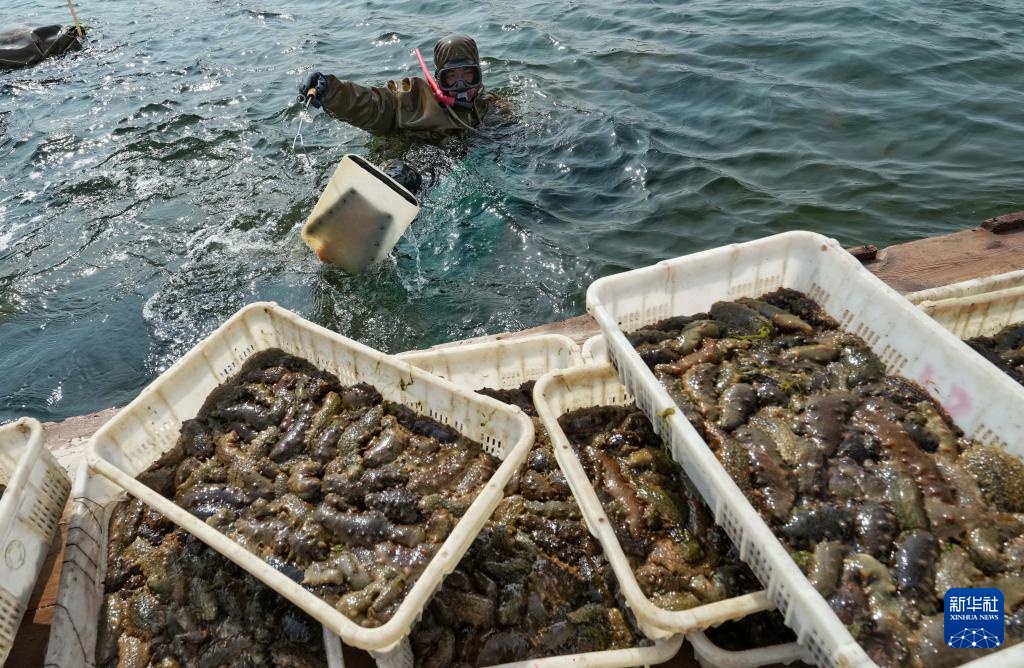 河北昌黎:海参收获忙 河北昌黎:海参收获忙
