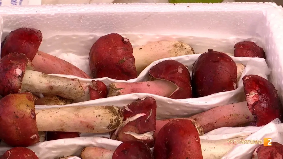 鸡枞“平替”在昆明上市啦,价格…… 鸡枞“平替”在昆明上市啦,价格……