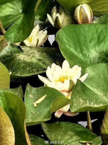 花开成“瀑”！初夏京城美成滤镜！