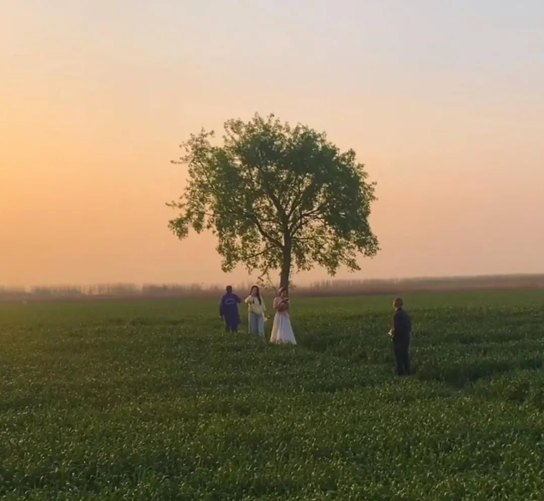 庄稼被踩踏，垃圾扔麦田，谁在“暴力打卡”？