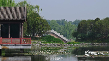 圆明园的小巧睡莲好可爱