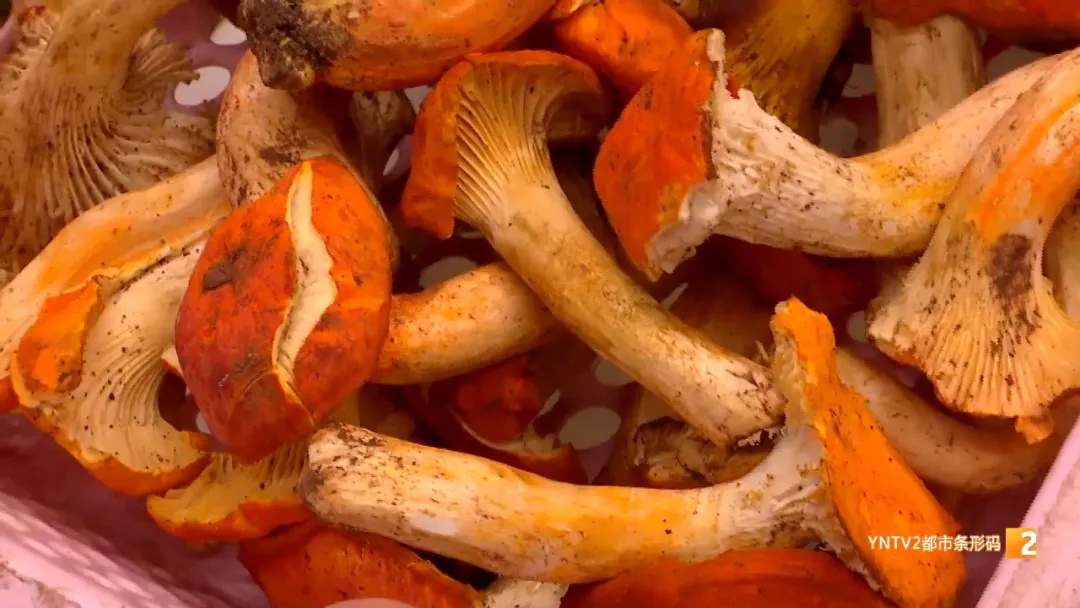 鸡枞“平替”在昆明上市啦,价格…… 鸡枞“平替”在昆明上市啦,价格……