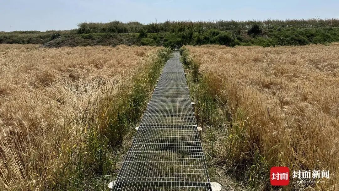 庄稼被踩踏，垃圾扔麦田，谁在“暴力打卡”？