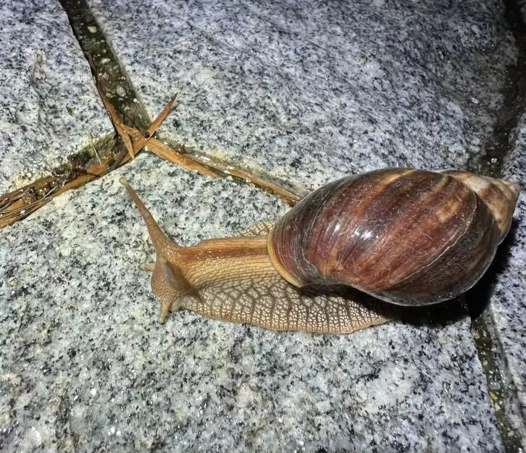 满墙都是看得头皮发麻！雨后大量出现！注意：不要碰也不要吃！