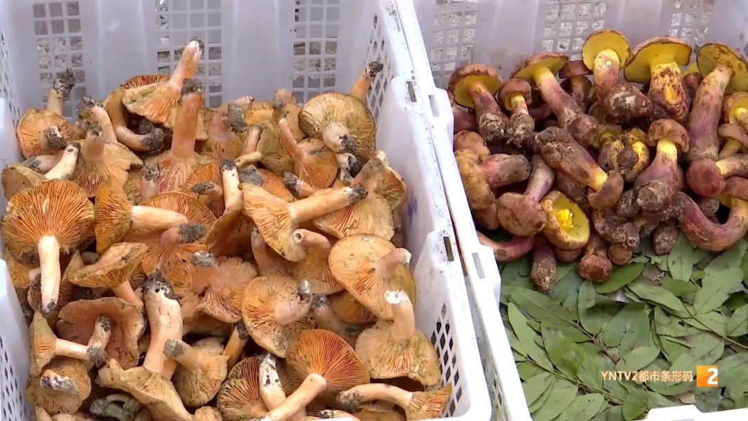 鸡枞“平替”在昆明上市啦,价格…… 鸡枞“平替”在昆明上市啦,价格……