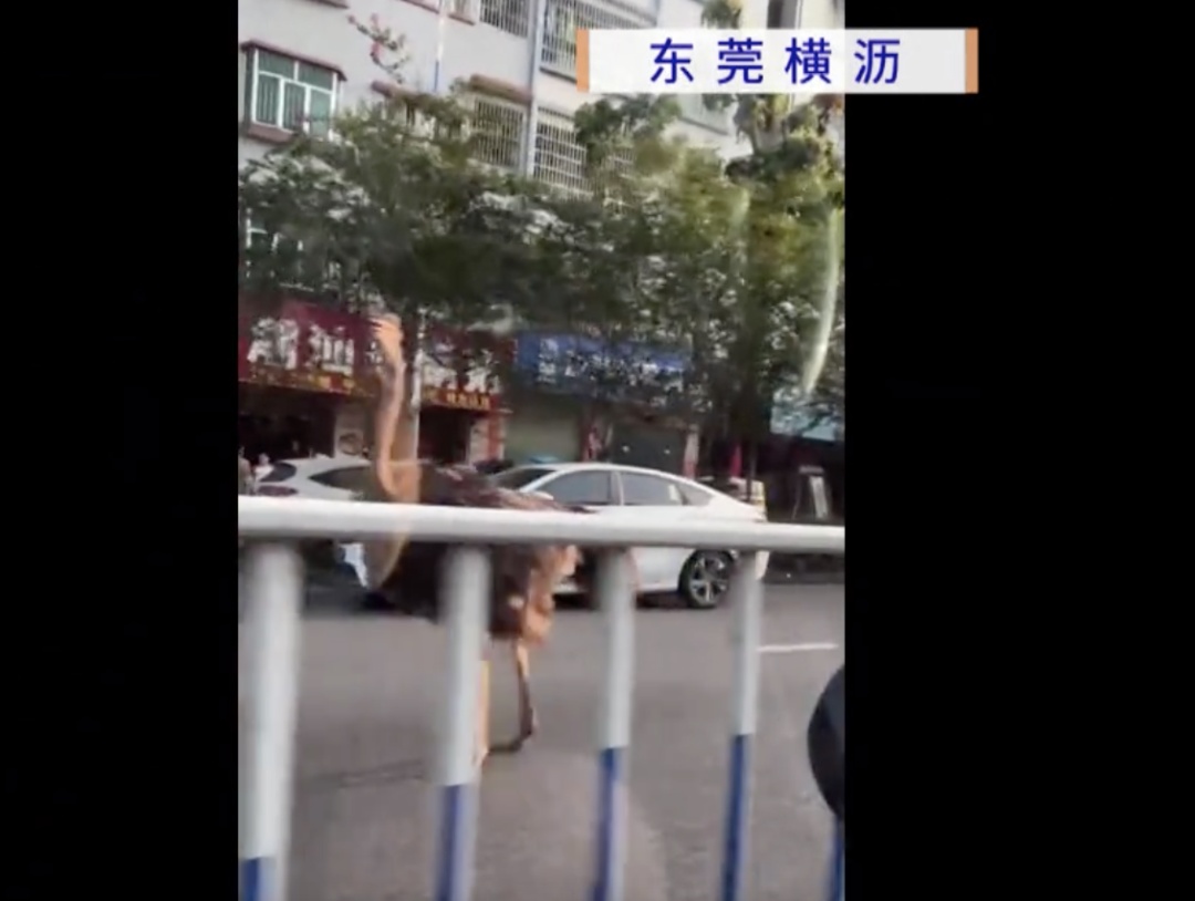 鸵鸟在街头放飞自我,下一秒被抓现行!主人回应:它自己开锁的 鸵鸟在街头放飞自我,下一秒被抓现行!主人回应:它自己开锁的