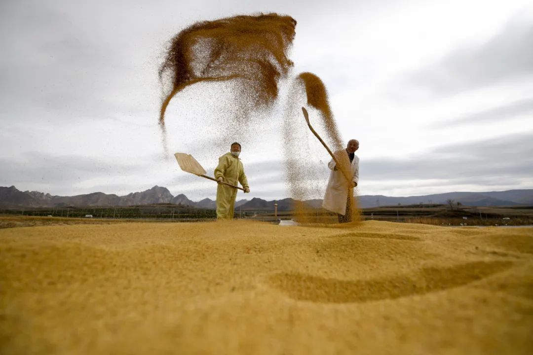 它是“食物黄金”！健脾、养胃、助眠......这样吃更有营养