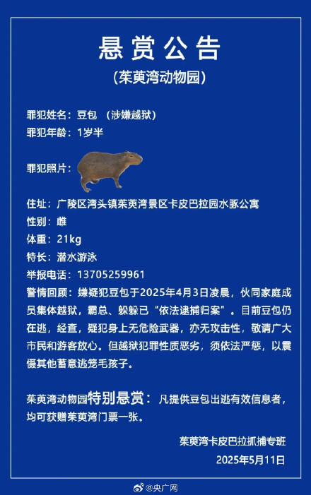 出逃40天卡皮巴拉范围被锁定