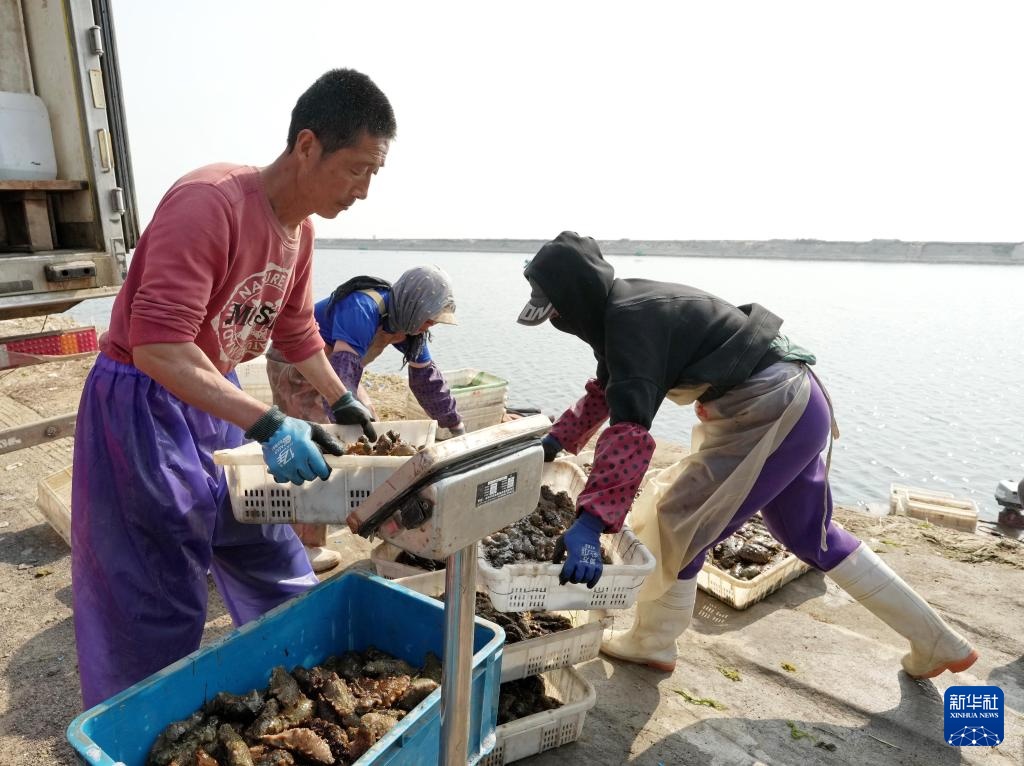 河北昌黎:海参收获忙 河北昌黎:海参收获忙