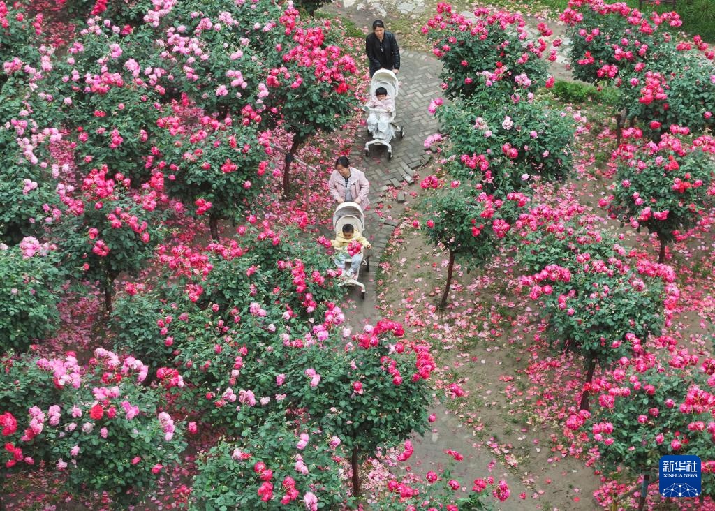 江苏淮安：让流淌千年的大运河成为“致富河”“幸福河”