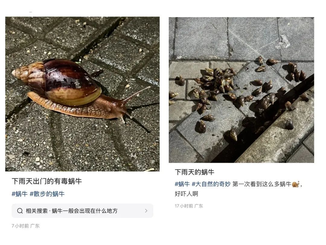 雨后大量出现，满墙都是……看得头皮发麻！提醒：别碰也别吃