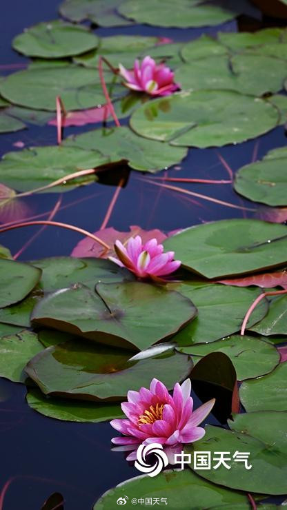 圆明园的小巧睡莲好可爱