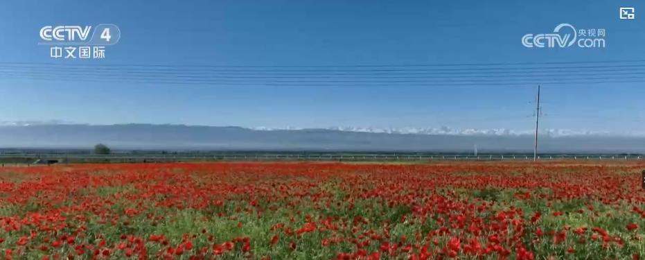 多地鲜花盛景引客来 赏花游催热“美丽经济”