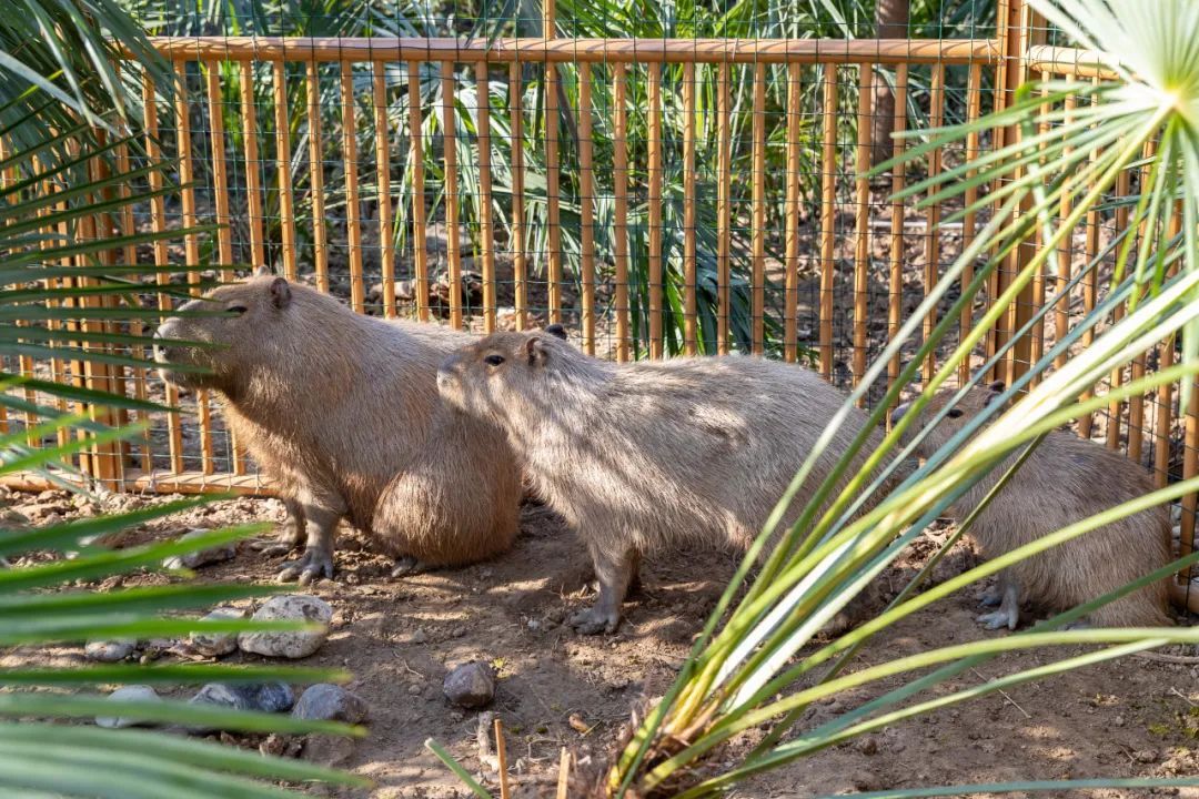 好可爱的悬赏！卡皮巴拉“集体越狱”！“豆包”至今“在逃”……