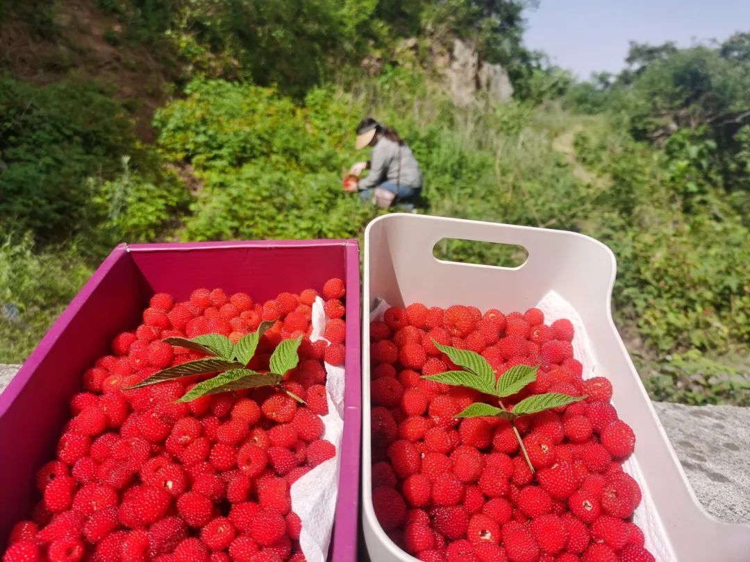 合肥人最近迷上“打野”?有人“呕心沥血”整理攻略,提醒:有风险 合肥人最近迷上“打野”?有人“呕心沥血”整理攻略,提醒:有风险