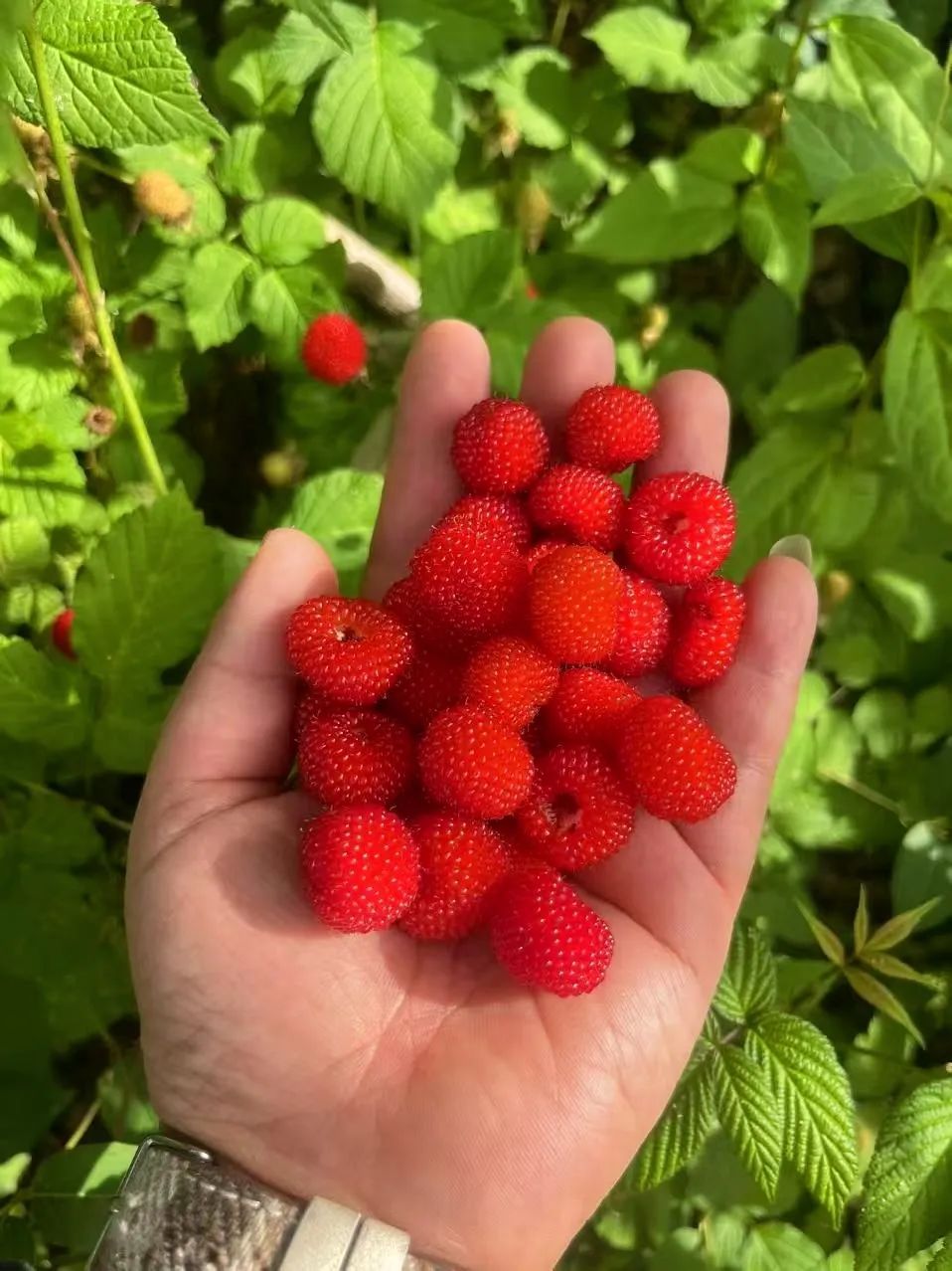 合肥人最近迷上“打野”?有人“呕心沥血”整理攻略,提醒:有风险 合肥人最近迷上“打野”?有人“呕心沥血”整理攻略,提醒:有风险